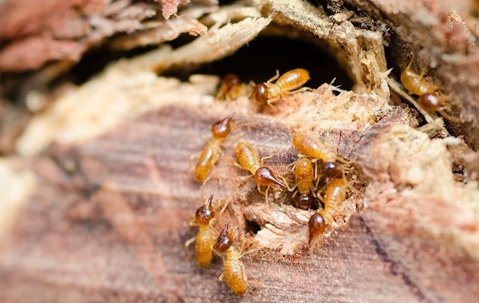 Termite