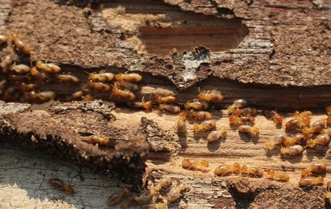 Termites