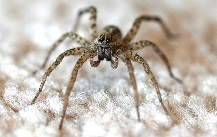 wolf spider crawling on floor