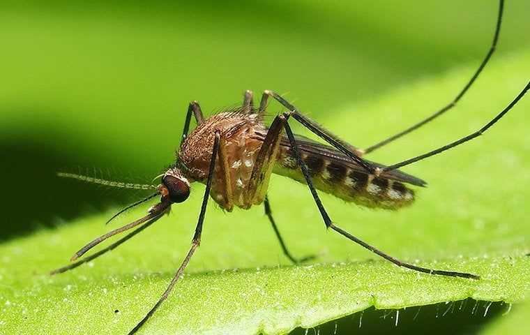 mosquito on plant