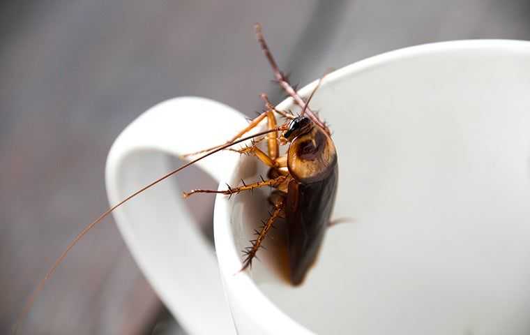 american cockroach in a cup 