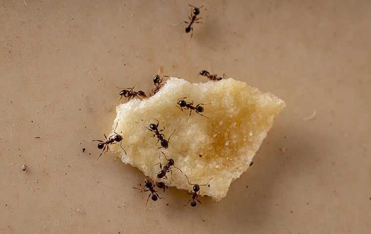 big headed ants on a scrap of food