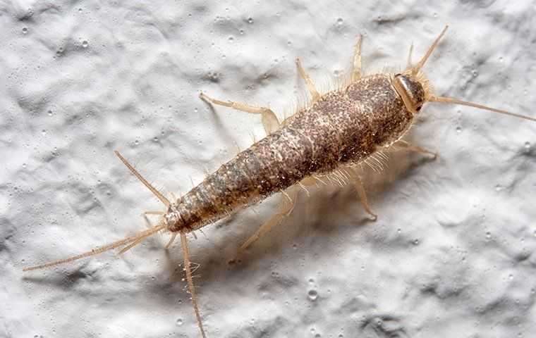 silverfish crawling on wall