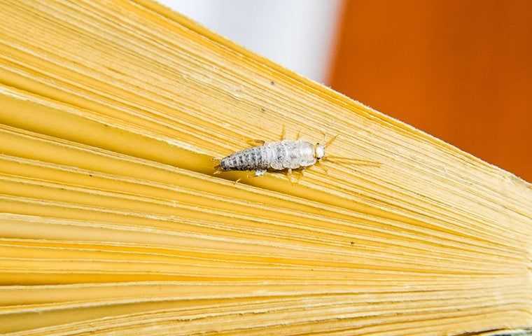 silverfish eating a book