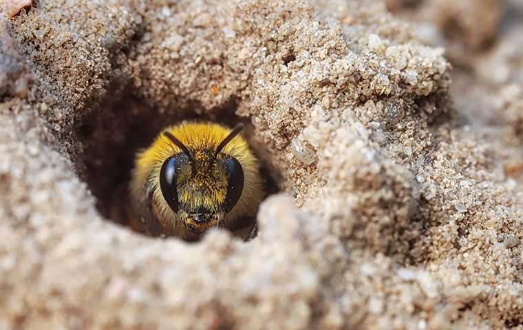 honey bee in a hole