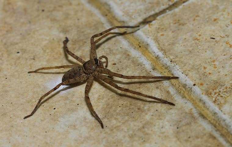 a spider on a floor