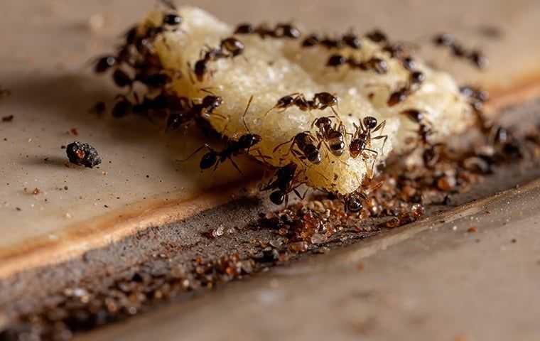 ants eating scrap of food