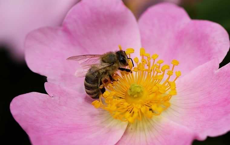 honey bee pollianting a flower