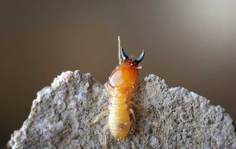 termite coming out of nest