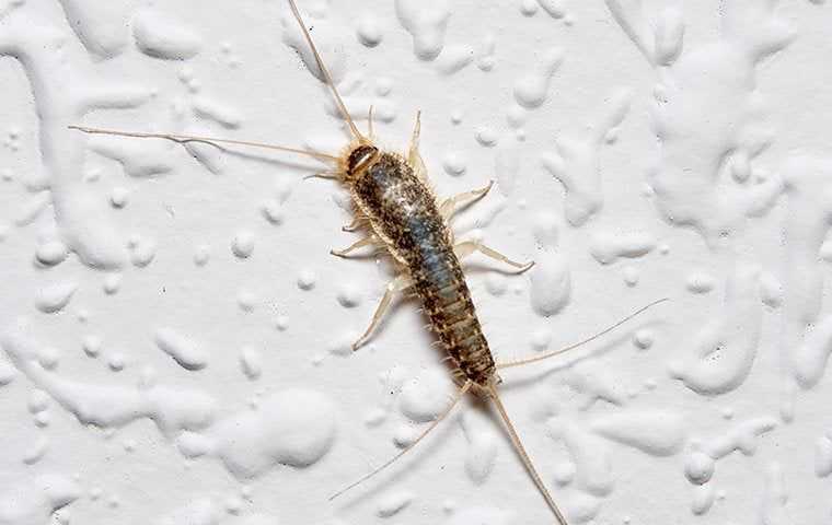 a silverfish crawling on a wall in a home