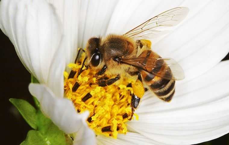 bee on white flower