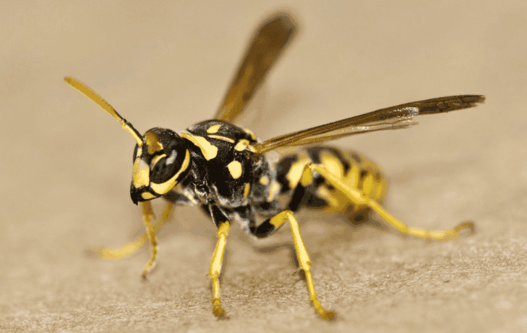 wasp on the ground