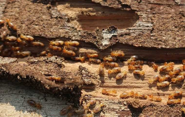 termites crawling on wood in a wall