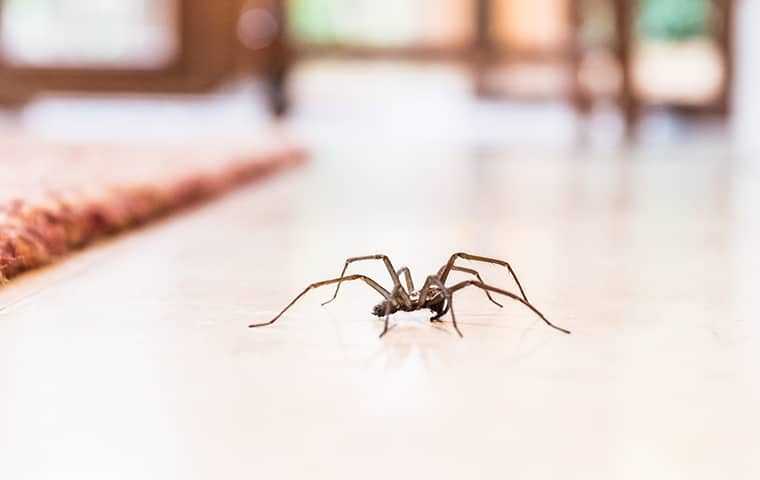 house spider on the floor