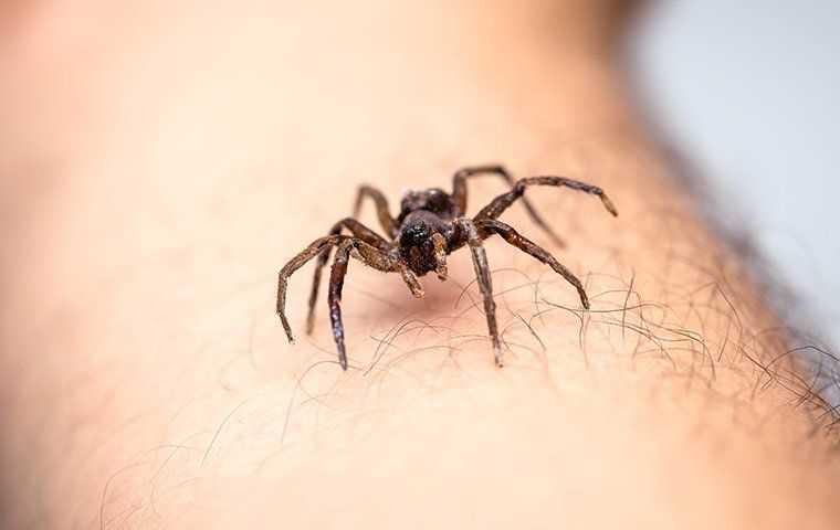 spider on arm