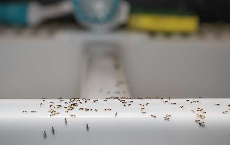 an ant infestation in a home