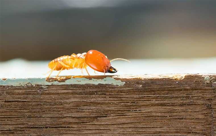 termite crawling across wood