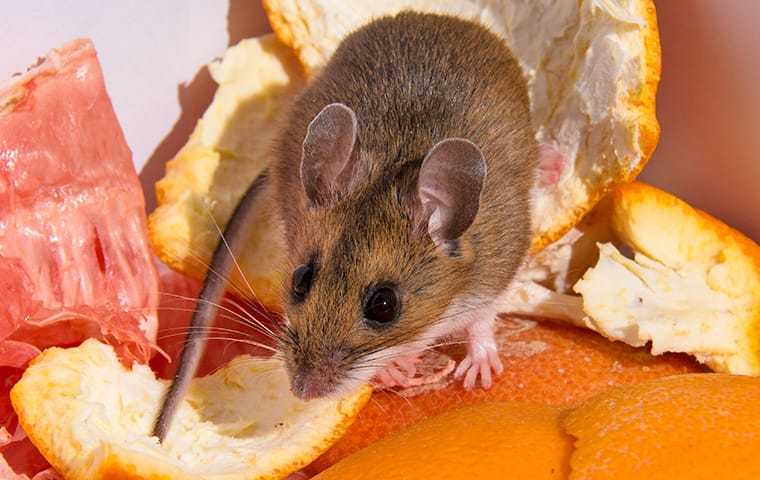 rat going through food waste
